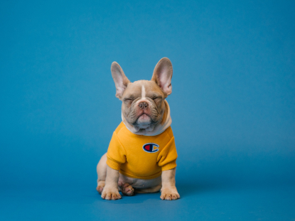 Puppy